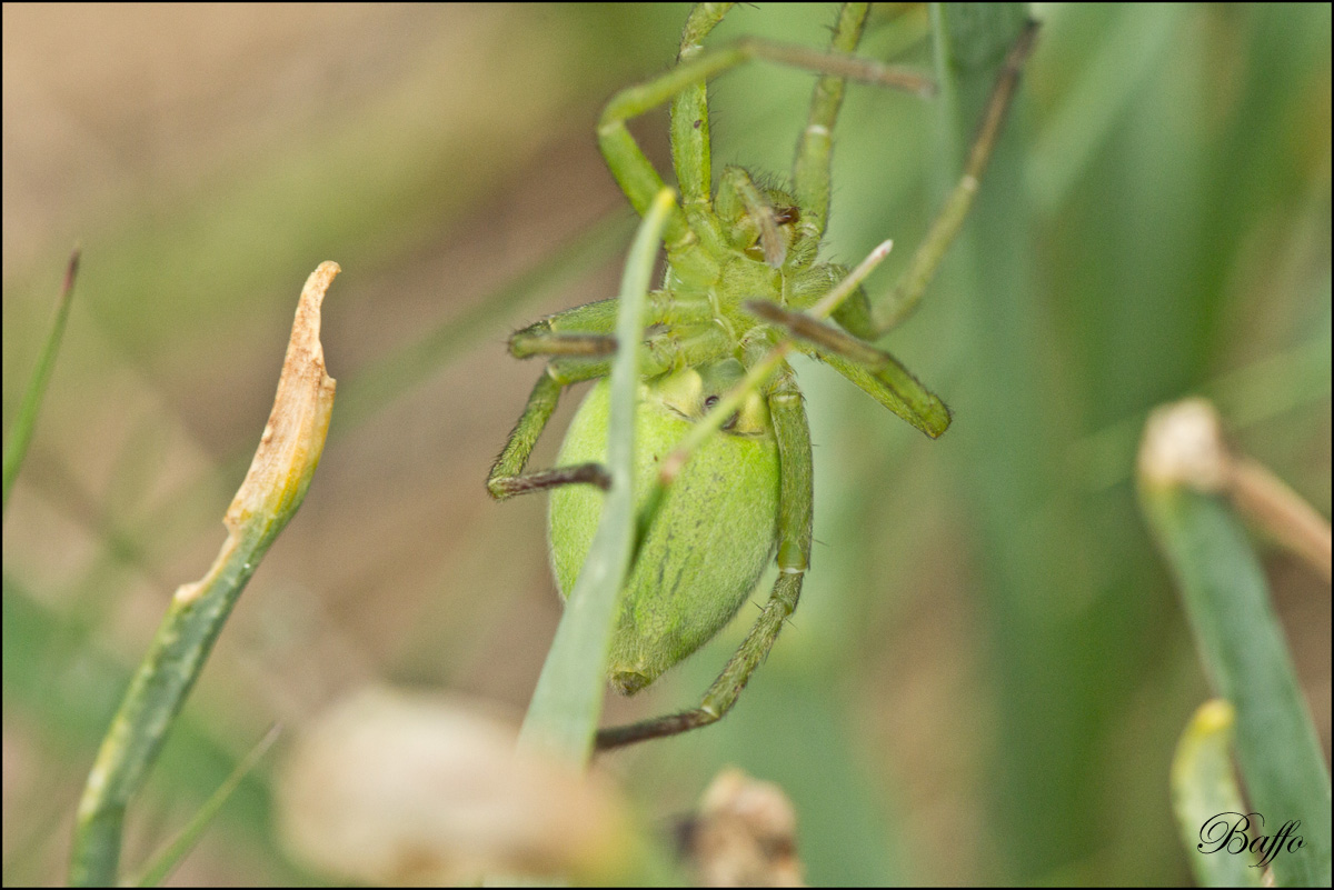 Micrommata ligurina - Carso triestino (TS)